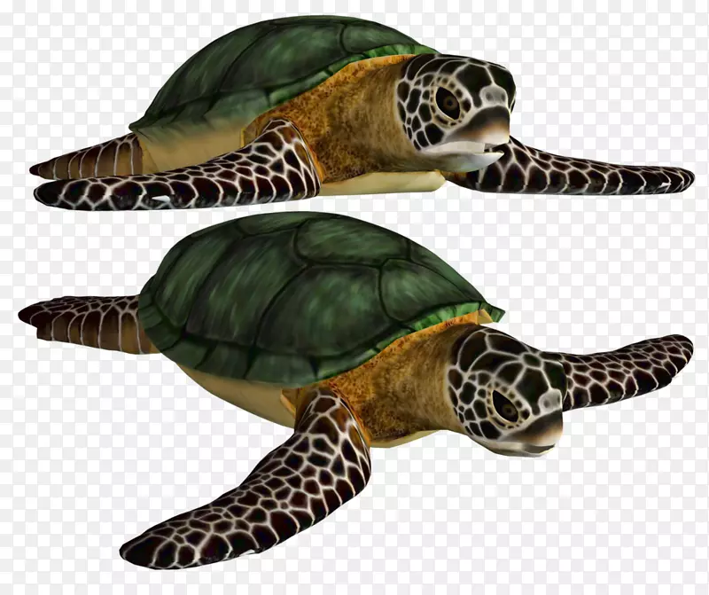 绿海龟-彭龟最佳剪贴画