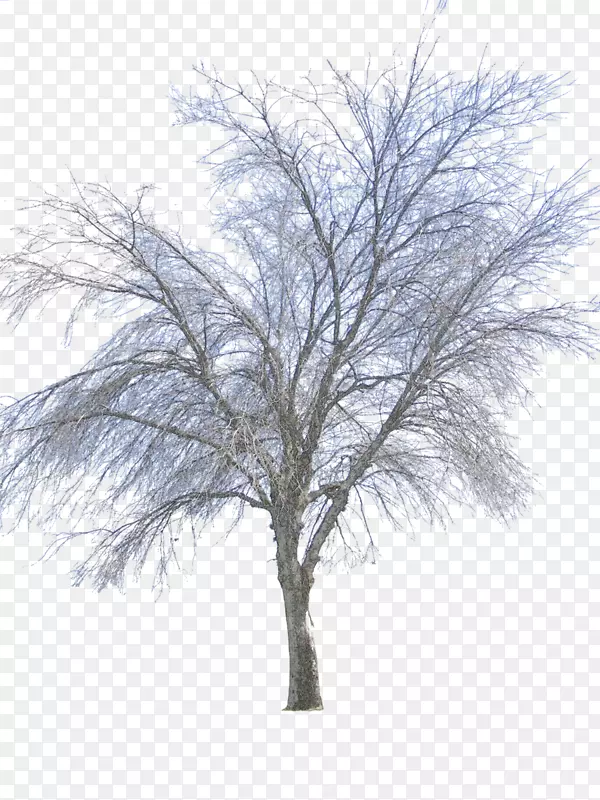 树枝冬季-PNG冬季