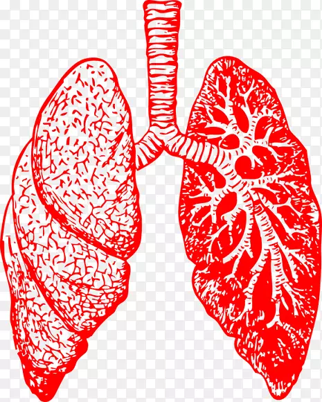 肺画支气管人体剪贴画免费下载肺png图像