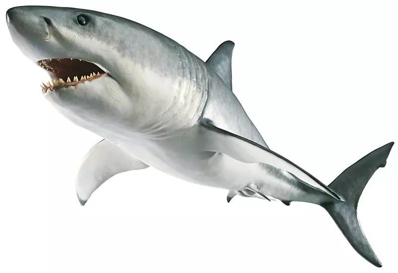 鲨鱼嘴-大白鲨剪贴画-透明鲨鱼PNG