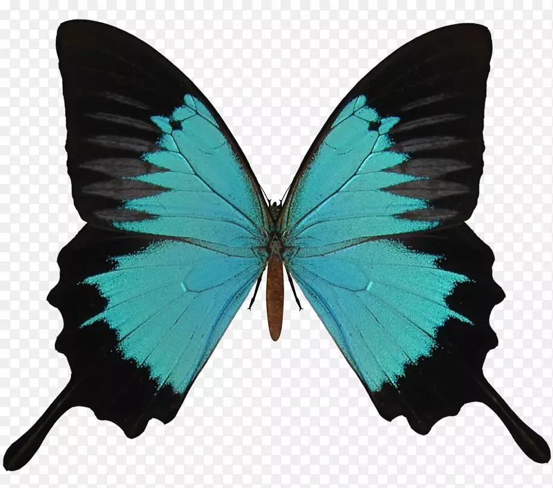 蝴蝶昆虫红色剪贴画-PNG格式的蝴蝶图片