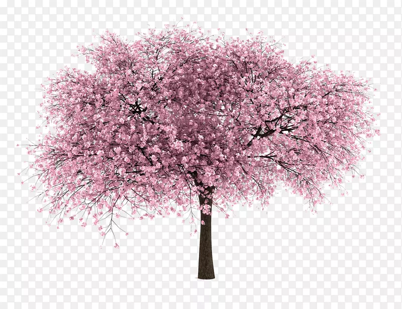 国际樱花节树-杏树PNGPNG图片素材下载_图片编号588961-PNG素材网