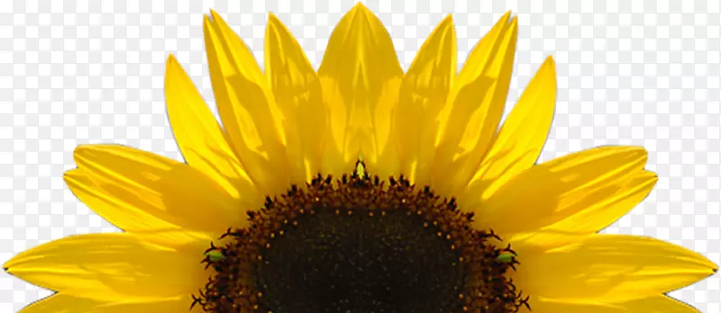 堪萨斯州普通向日葵完美日-免费下载优质向日葵PNG透明图片
