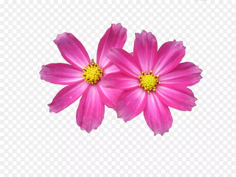 花展解析度剪辑免费下载花卉PNG图片