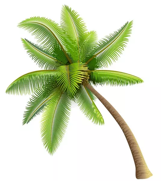 需要一个人(壮举)。托利·拉涅斯(Tory Lanez)Zolo World Inc.Spotify-棕榈树PNG PIC
