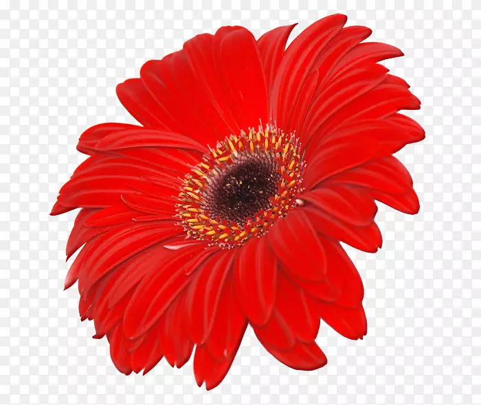 特兰士瓦雏菊摄影剪贴画图片PNG透明花