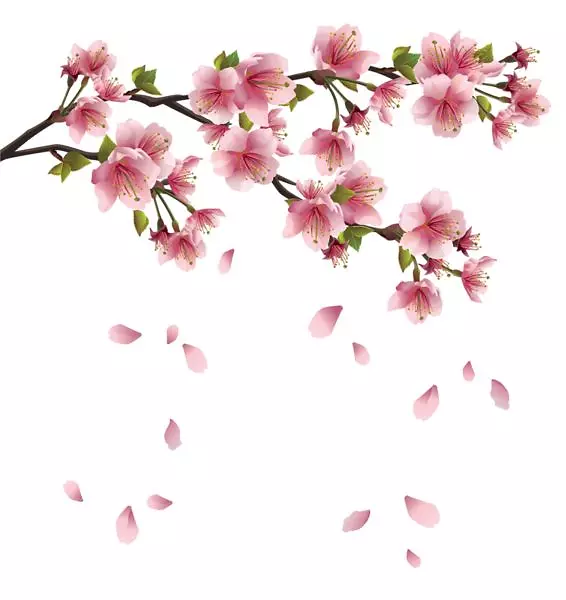 樱花插花艺术-花朵花瓣PNG sakura