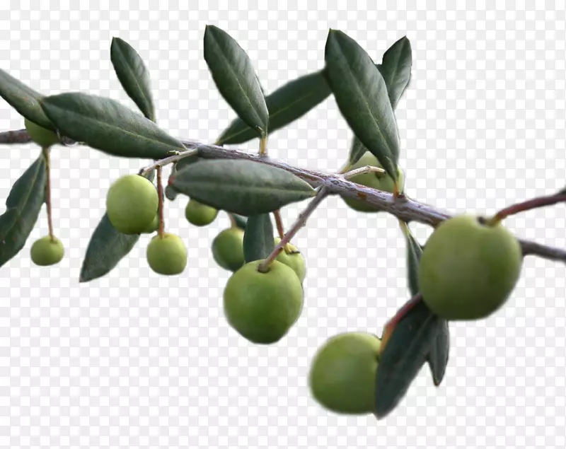 橄榄油食品橄榄园背景橄榄透明