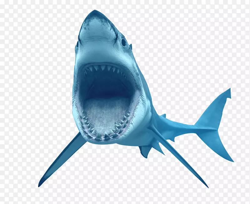 大白鲨鳄鱼虎鲨动物鲨鱼透明