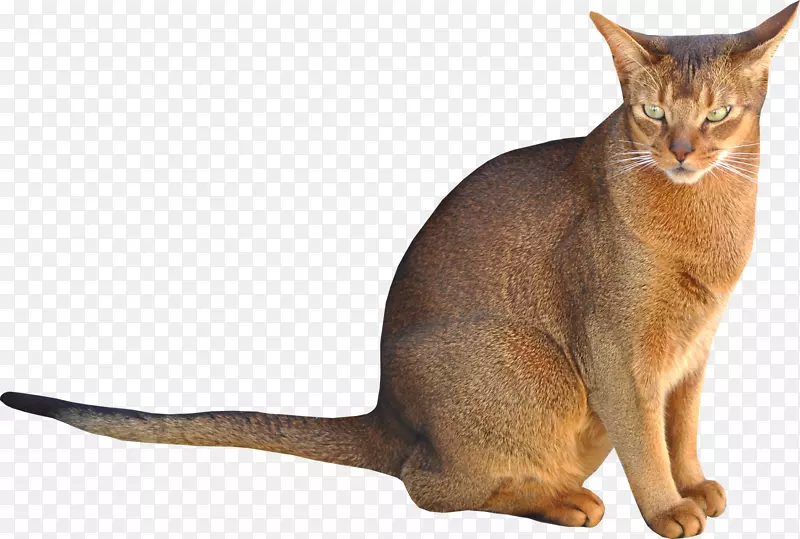 阿比西尼亚猫夹艺术-猫坐棕榈
