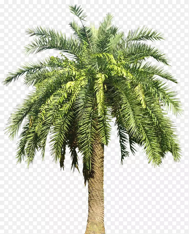 棕榈树亚热带-棕榈植物PNG图像