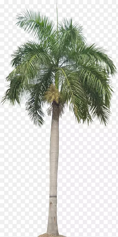 巴拿马罗汉果属植物图片