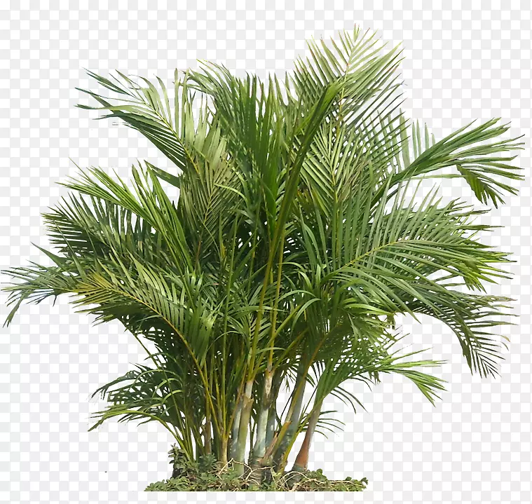 室内植物室内空气品质园艺保健棕榈植物槟榔
