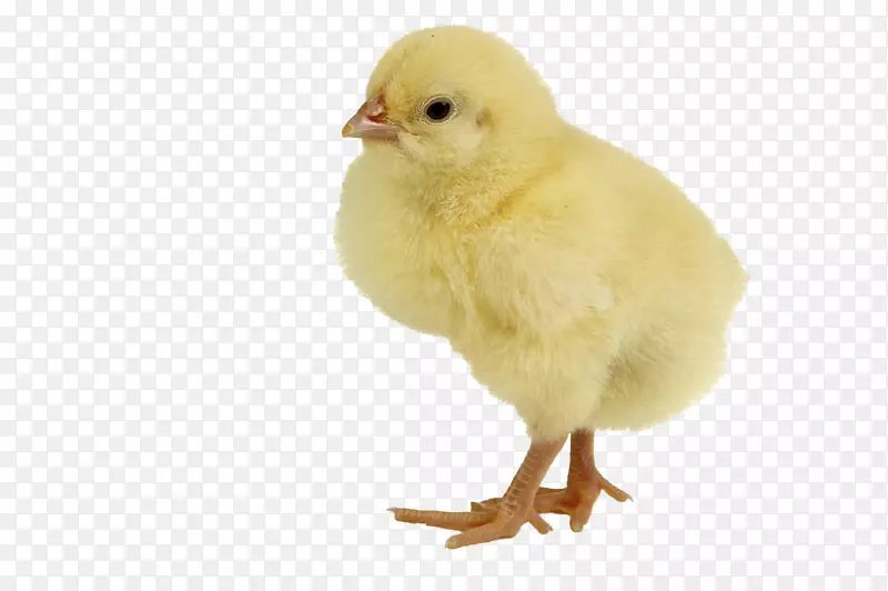 鸡肉鸭婴儿-单身雏鸡PNG