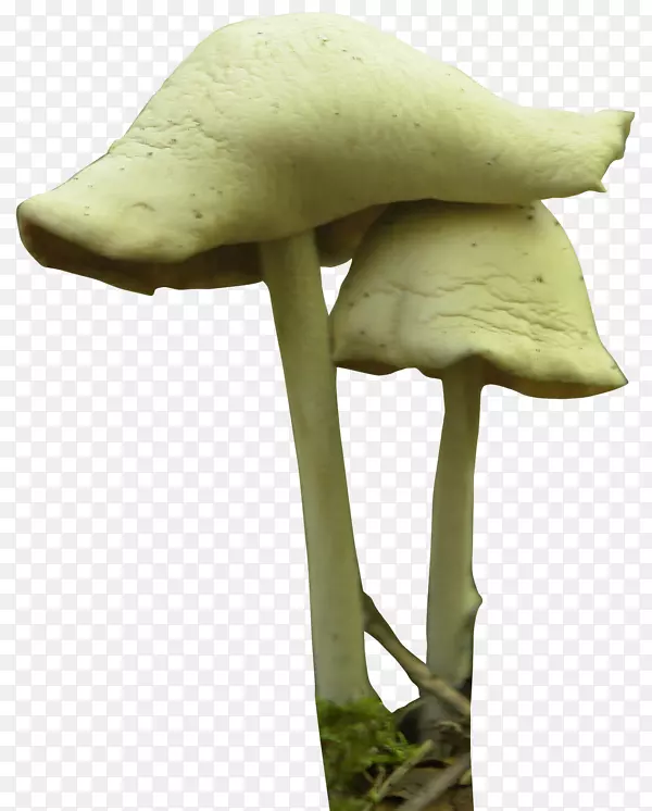 蘑菇节菌素菇-蘑菇PNG透明图像