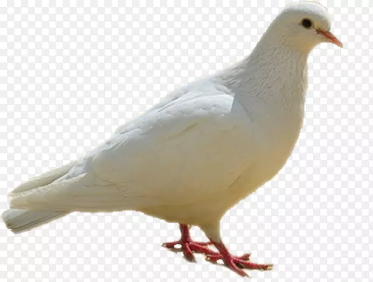 科伦拜科-鸽子，鸟类，白色巴布亚新几内亚