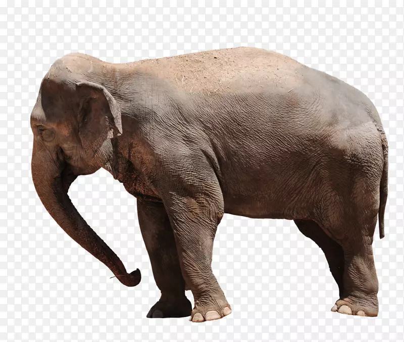 非洲灌木象、亚洲象、小象、非洲森林象-象PNG透明