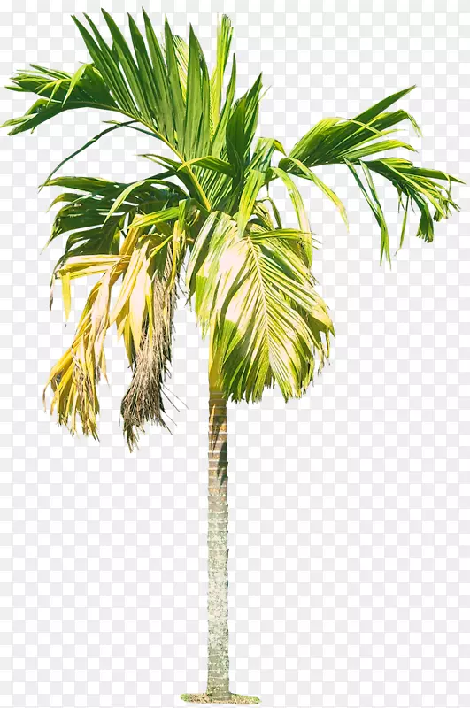 Renda areca Palm Arecaceae Rhapis-皇家棕榈树HD PNG