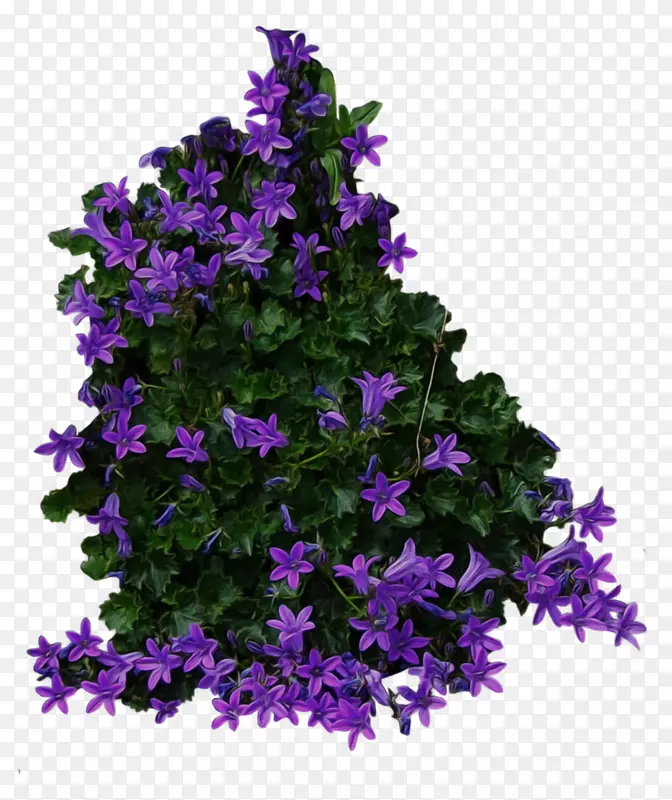 灌木树插花艺术-紫花灌木丛