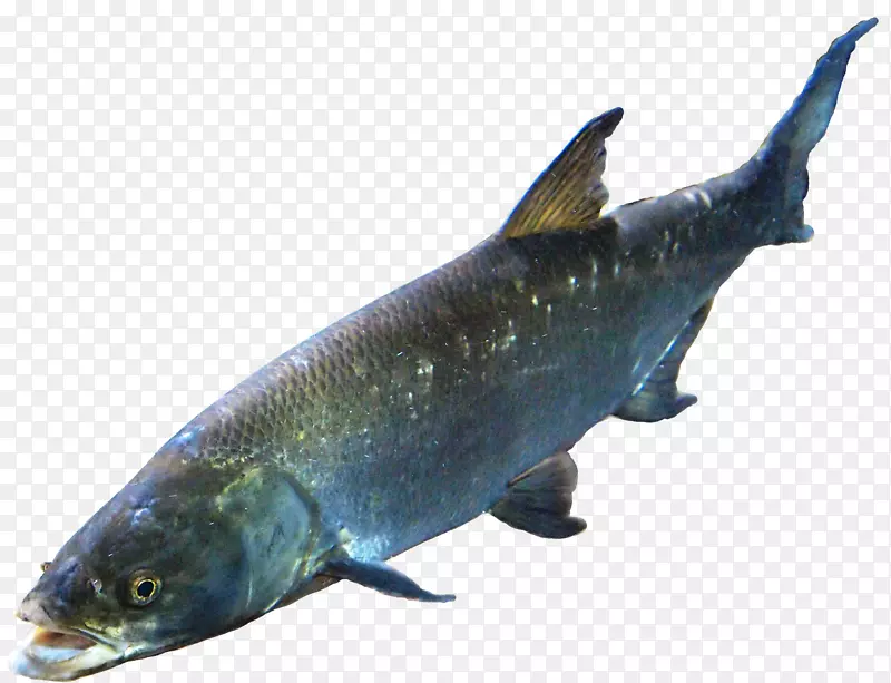 鲑鱼-鱼类图像7 png