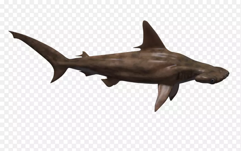 锤头鲨鱼-锤头鲨PNG