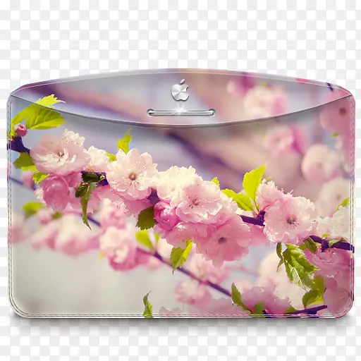 插花花瓣设计-文件夹自然樱桃树