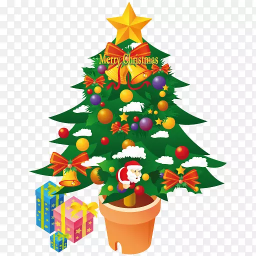 杉木常绿圣诞装饰松科花盆-圣诞树