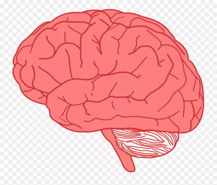 脑剪贴画-可爱的大脑剪贴画