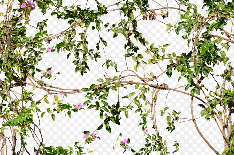 藤花树墙-开花的丛林藤本植物
