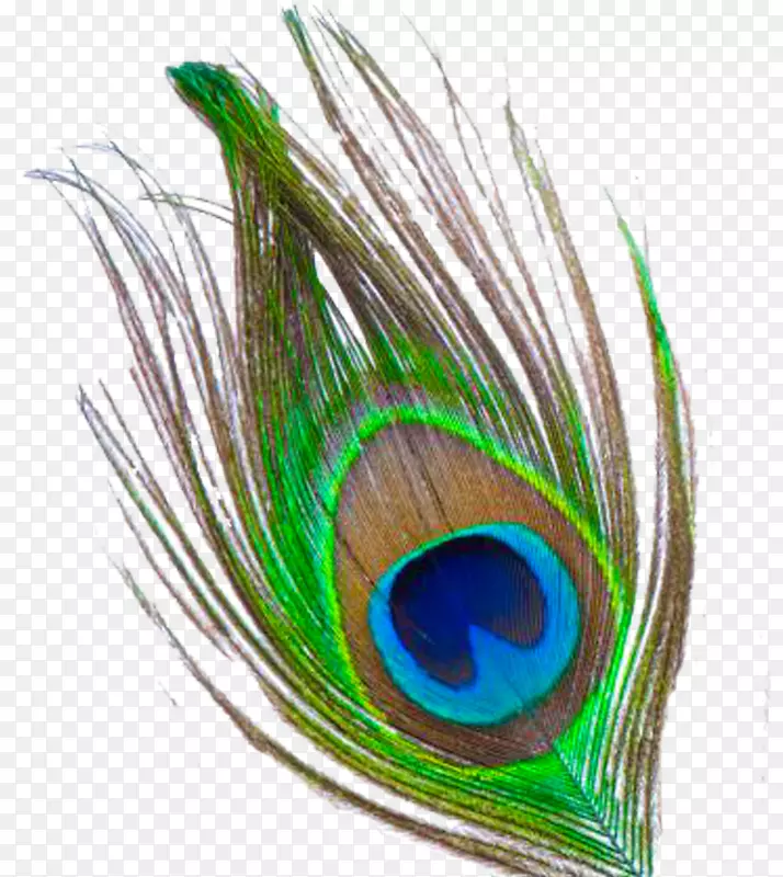 克里希纳羽毛剪贴画-孔雀羽毛PNG透明图像
