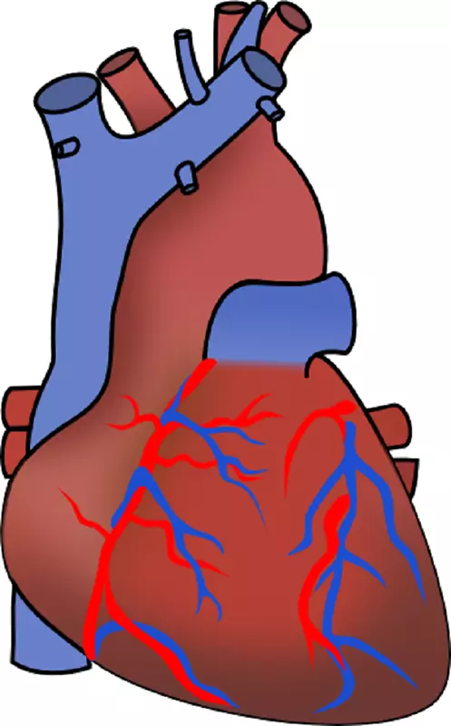 心肌梗死、心力衰竭、心血管疾病夹艺术.未标记的心脏图