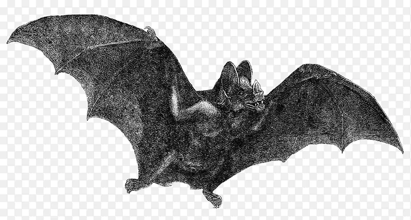 吸血鬼蝙蝠万圣节剪辑艺术-蝙蝠