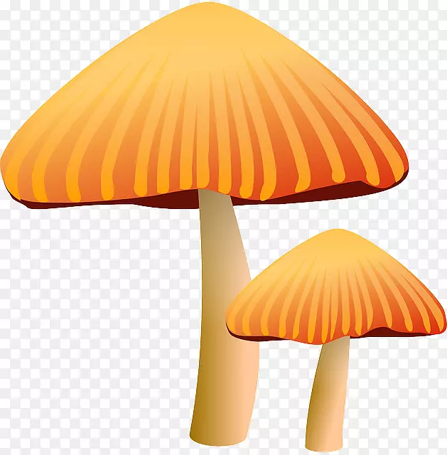 蘑菇羊肚菌剪辑艺术-蘑菇动画