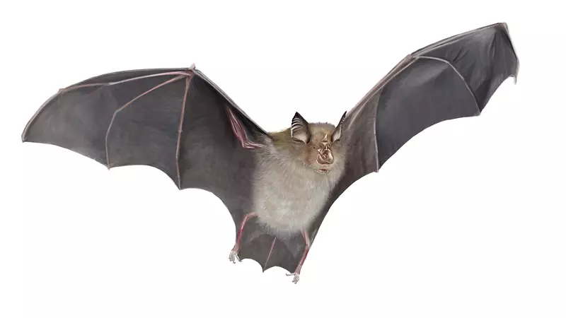 马蹄形蝙蝠版税-免费数码插图-蝙蝠