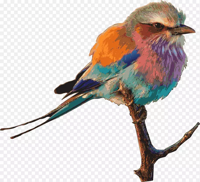 欧洲罗勒紫丁香-胸脯罗纹鸟剪贴画-鸟