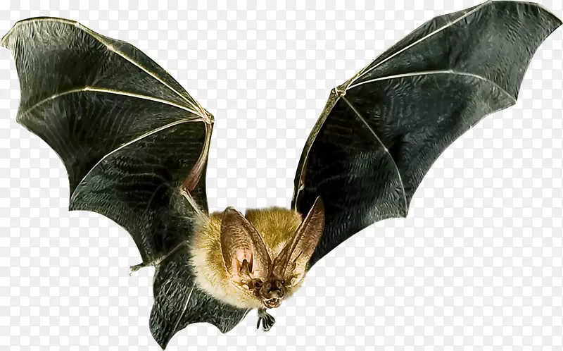 小型蝙蝠飞行蝙蝠探测器