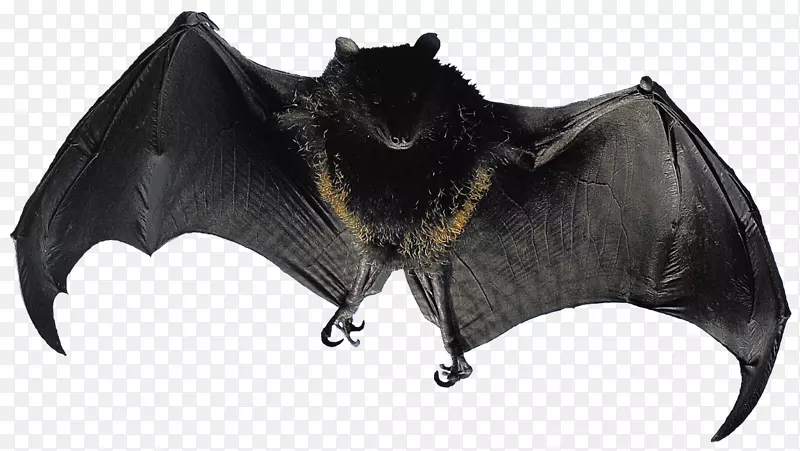蝙蝠飞行动物鸟类-蝙蝠