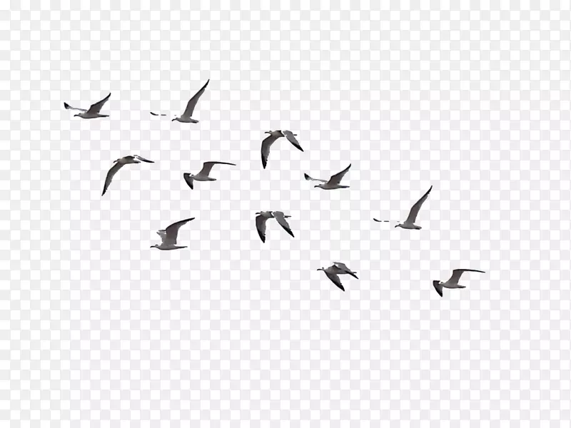 鸟类飞行群-鸟类