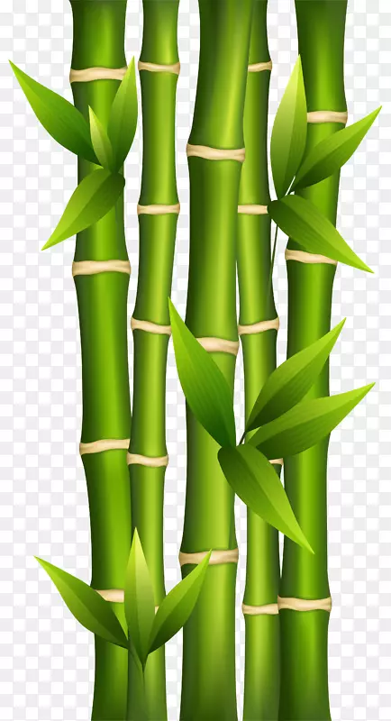 竹笋植物茎夹艺术.竹子背景剪贴画