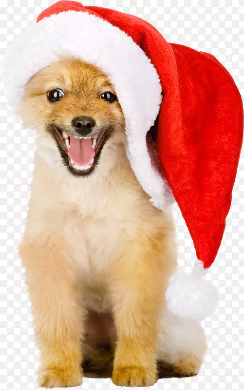 金毛猎犬圣诞帽犬