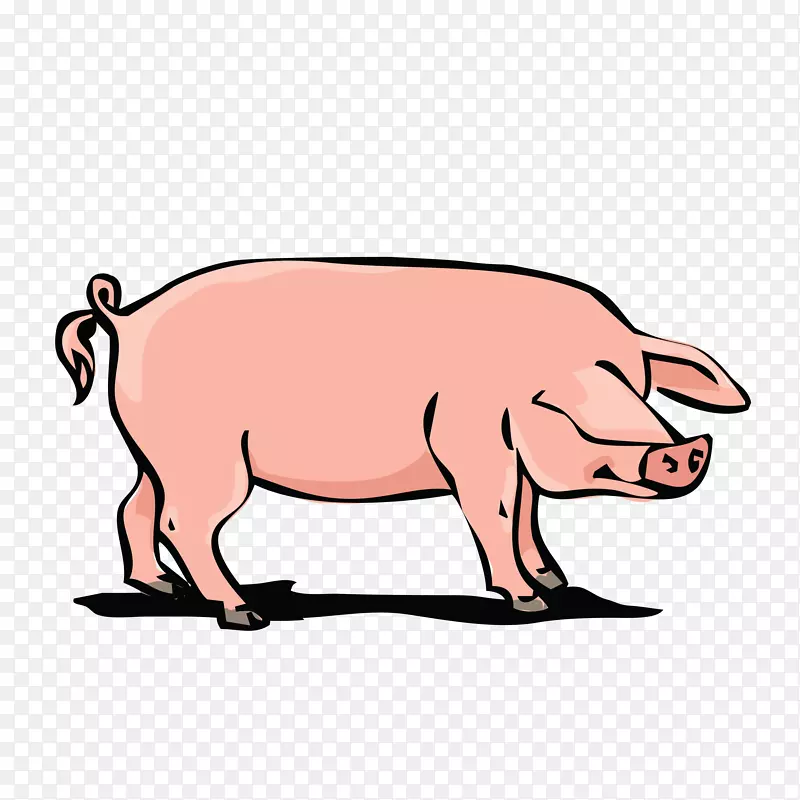 家猪剪贴画-公猪