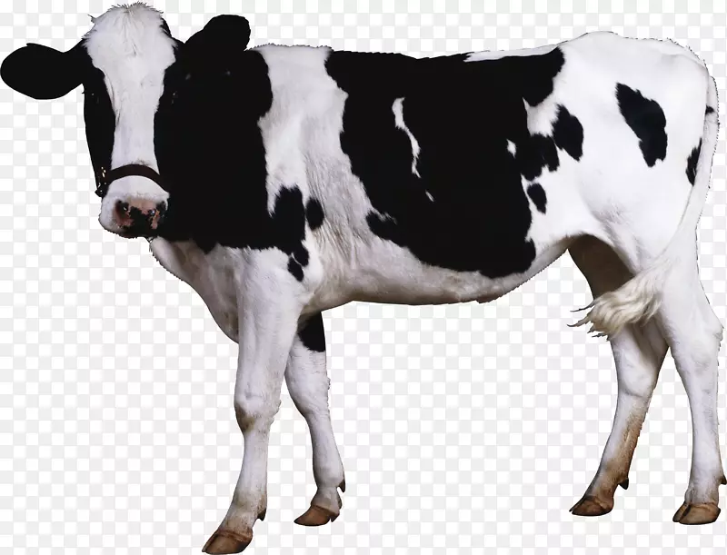牛犊夹艺术