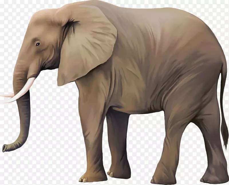 非洲象亚洲象