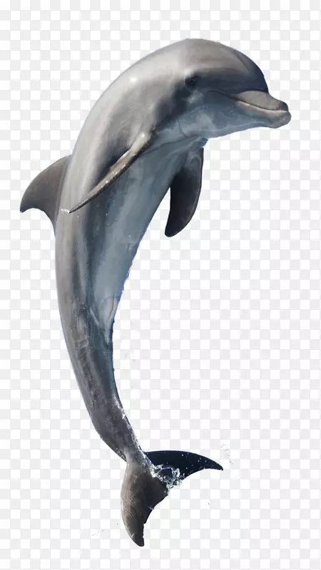 普通宽吻海豚短喙普通海豚粗齿海豚图库西白海豚
