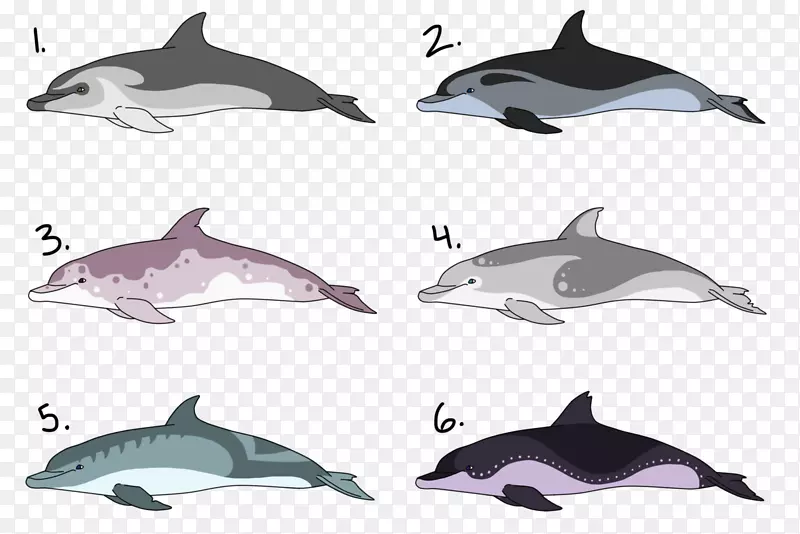 海豚，粗齿海豚，普通宽吻海豚，白色喙海豚，旋转海豚-海豚