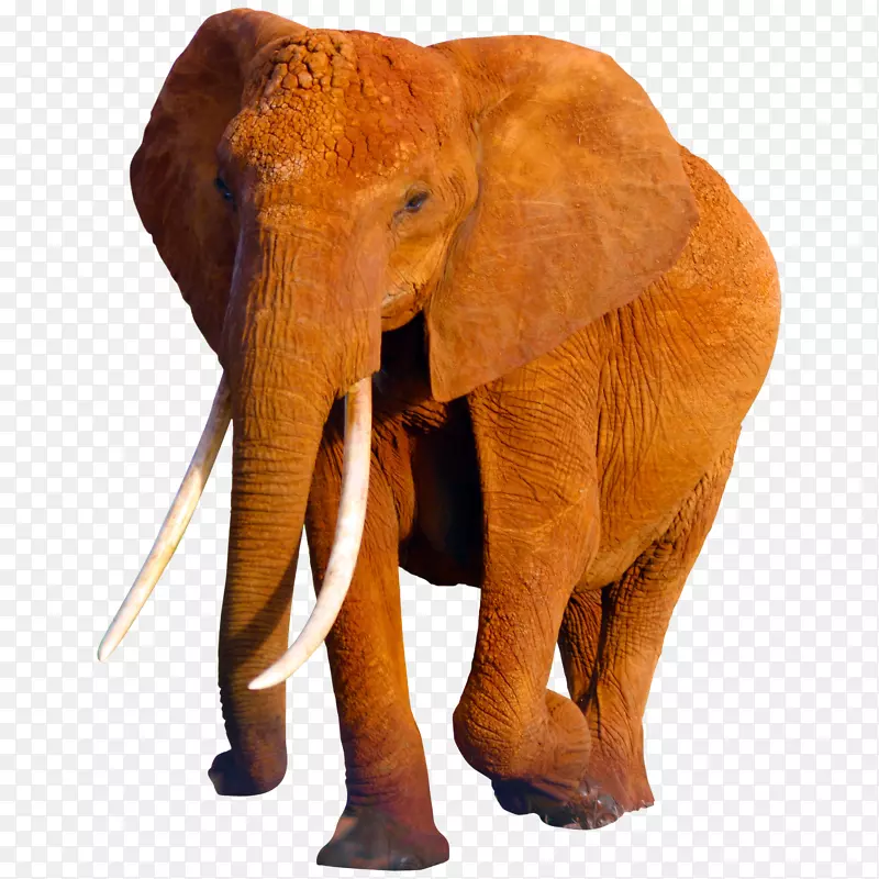 非洲象亚洲象野生动物大象