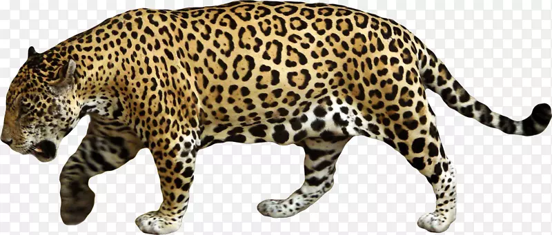 美洲豹汽车豹夹艺术-猎豹