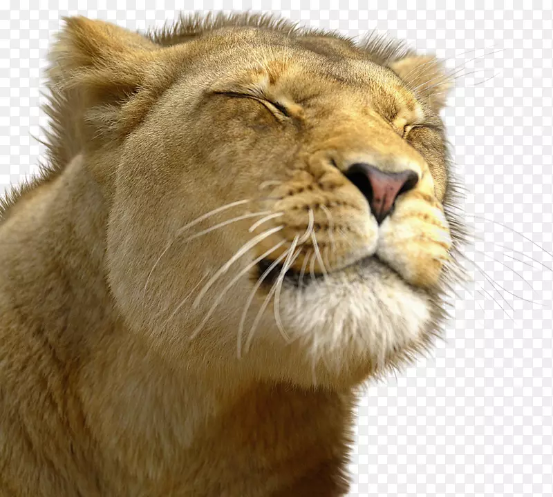 狮子豹美洲狮猫科猎豹
