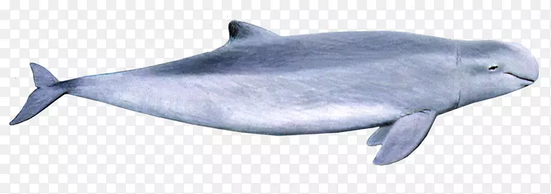澳大利亚白鳍海豚伊洛瓦底江普通宽吻海豚
