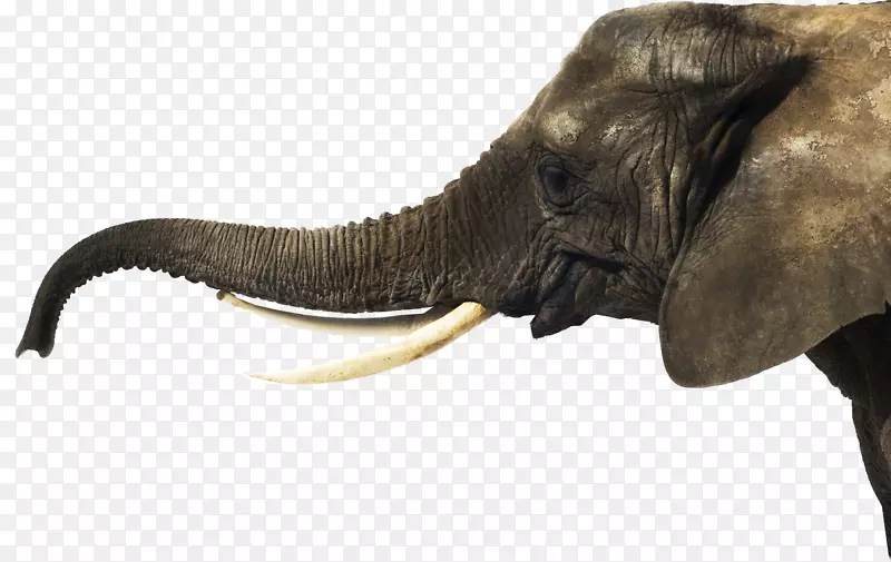一天与大象卢卡斯瓦尔登贝克菲利普谢亚YouTube-大象